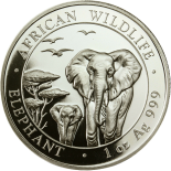 Слон Сомали
